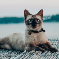 Kalm til katte – den naturlige løsning mod stress og angst