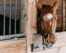 Fodertrug til heste er en uundværlig del af staldinventaret i hestestalden