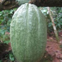 Kakaosmør hos Hedenhus – et fast og formstabilt råprodukt til mange formål