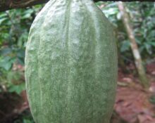 Kakaosmør hos Hedenhus – et fast og formstabilt råprodukt til mange formål